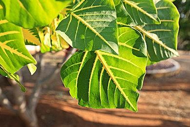 《宝可梦TCG手游》禁止现金交易交换卡牌 违者或被封号