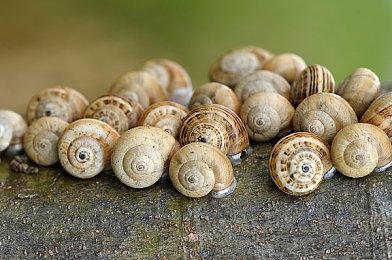 《命运2：光陨之秋》最终预告片 光与暗之传奇拉开终幕